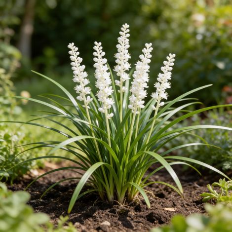Liriope muscari Monroe White 20cm Godet 9cm - Liriope (1/4)