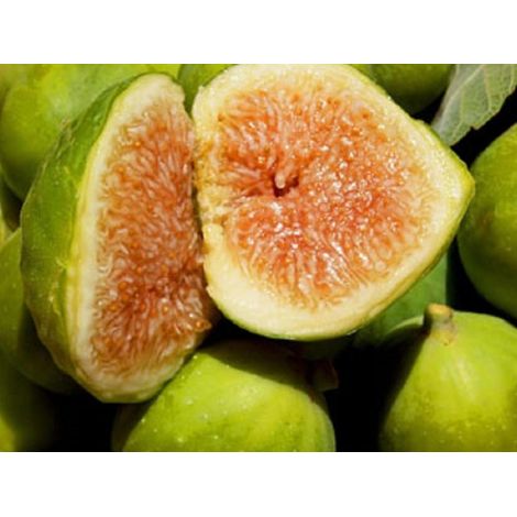 Fico Fiorone Petrelli - Varietà  di origine barese Pianta da Frutta (1/2)