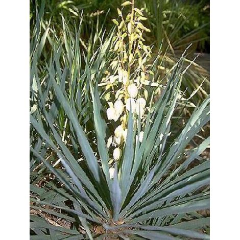 Yucca gloriosa Pot de 7,5L/10L (1/4)