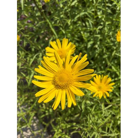 Oeil de boeuf jaune 'Alpen Gold' Godet de 8/9 cm