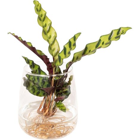 Calathea Insignis Plante d’Intérieur Décorative Pot en Verre 4 cm Hauteur 30 cm - PANGIVO (1/4)