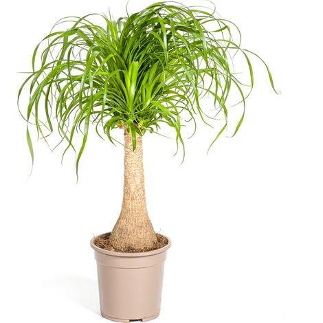 Beaucarnea Recurvata Pied d'Éléphant Plante d'Intérieur Tronc Bulbeux Ø21cm 60-80cm - PANGIVO