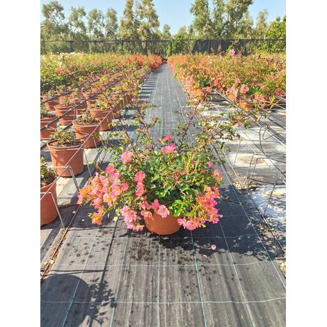 Rosa Happy Chappy Pot 24 cm Buisson Compact de Patio ou Bordure au Soleil (1/5)