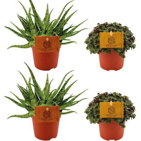 Lot de 4 Plantes d'Intérieur Aloe Spider et Callisia Turtle Ø10,5 cm Hauteur 10 cm - PANGIVO