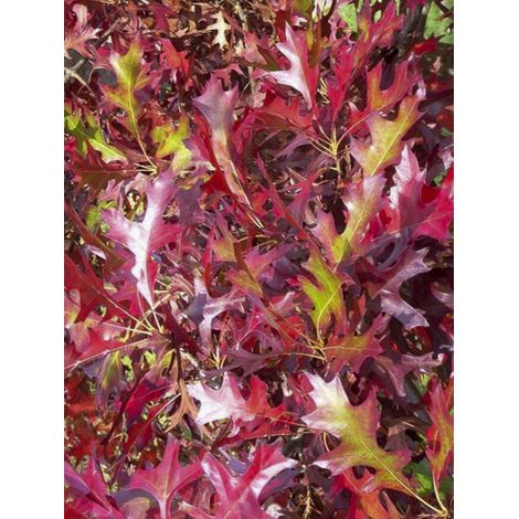 Chêne des marais, Chêne 'Betty Jean' Pot de 4L/5L (1/2)