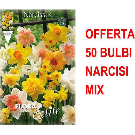 OFFERTA 50 BULBI NARCISO ALL TYPES MIX BULBS BULBES