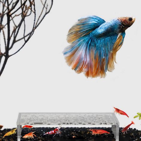 Grotte Pour Crevettes - Abri Aquariophile En Plastique Pour Aquarium Intérieur Extérieur - Tunnel Cachette Pour Crevettes - 1 Pièce (1/5)