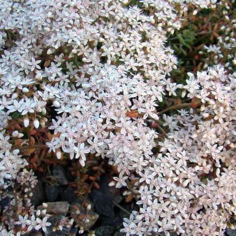 Orpin Album Superbum, Sedum/Godet - 5/20 cm