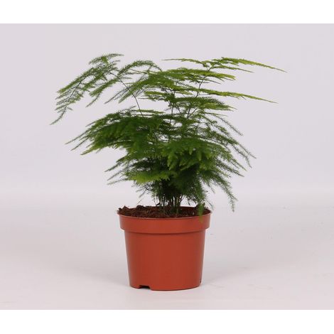 Asparagus Setaceus Plante d'Intérieur Fougère Asperge Décorative Pot Ø12cm Hauteur 28cm - PANGIVO