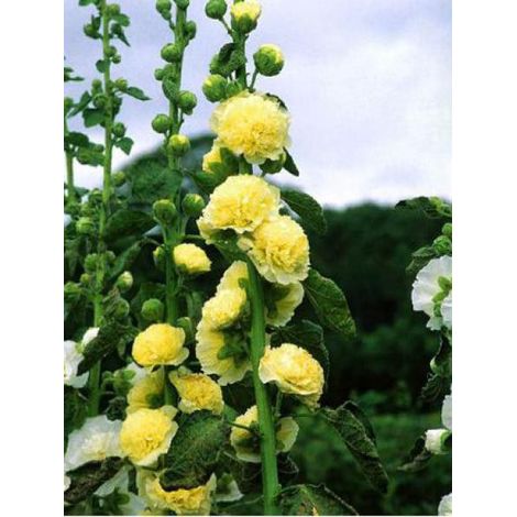 Rose trémière double 'Chater's Yellow' Godet de 7/8 cm