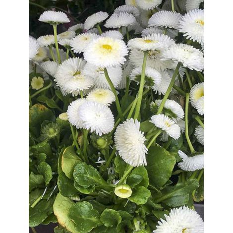 Paquerette 'Tasso Blanche' Mini-motte Ø 1,5/2,5 cm, Plant vert de 3 à 5 cm de haut environ (par 5)