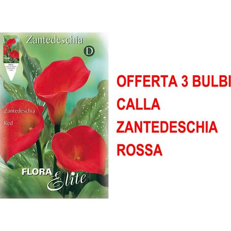 BULBI PRIMAVERILI OFFERTA 3 BULBI CALLA ZANTEDESCHIA ROSSA BULBO BULBS