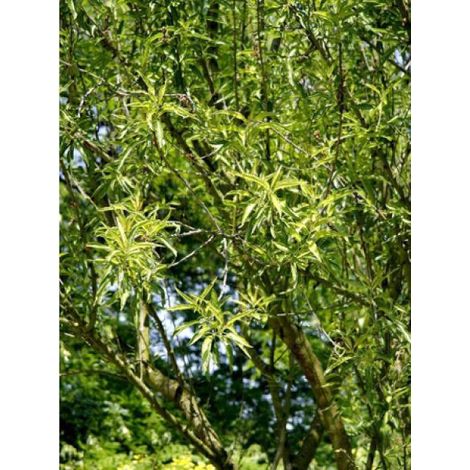 Amandier 'Princesse' Pot de 7,5L/10L, Gobelet
