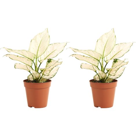 Bloomique - Lot de 2 - Aglaonema White Joy - Plantes d'intérieur - Purificateur d'air - Hauteur 20-30 cm - Pot de 12 cm (1/5)