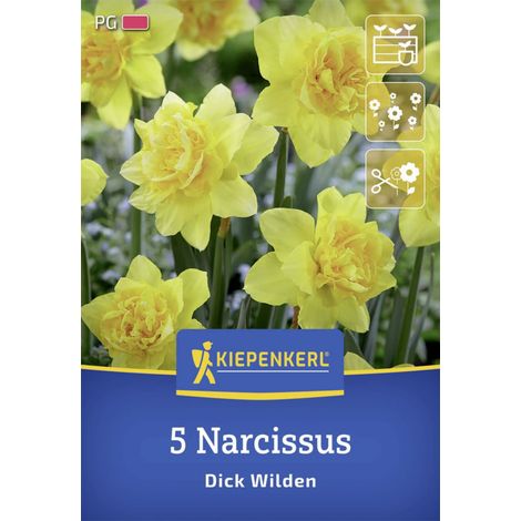 Kiepenkerl Herbstblumenzwiebel Narzisse Dick Wilden 5 Stück (1/2)