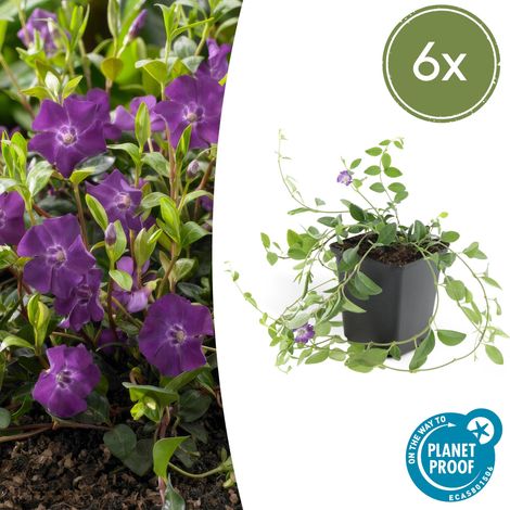 Lot de 6 Vinca minor Atropurpurea Petite Pervenche Couvre-sol Fleurs Violettes Pot Ø 9 cm - PANGIVO (1/5)