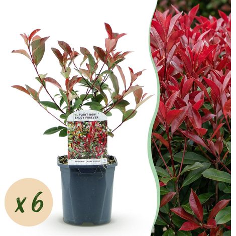 Photinia fraseri Carre Rouge pour Haie Persistante Feuillage Vert et Rouge Lot de 6 Plantes H55cm - PANGIVO (1/5)