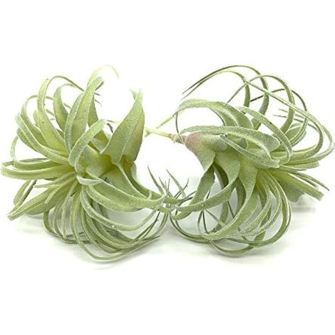 Lot de 2 plantes succulentes artificielles réalistes au toucher - Plantes artificielles - Plantes de verdure - Plantes de jardin - Décoration d'intérieur ou de bureau (1/5)