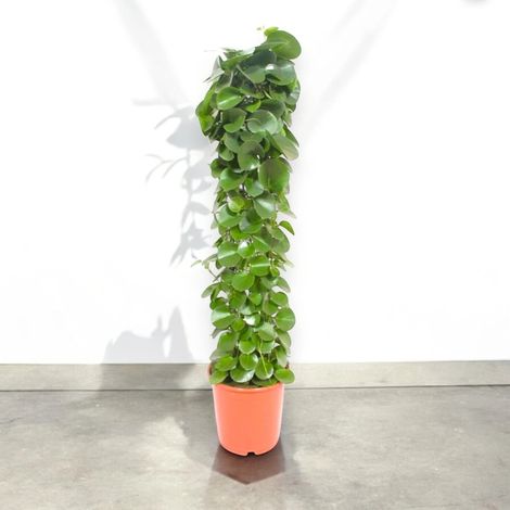 Gardenaria Cissus rotundifolia - Pianta da interno ornamentale - Altezza: 120 cm (vaso 24) (1/5)