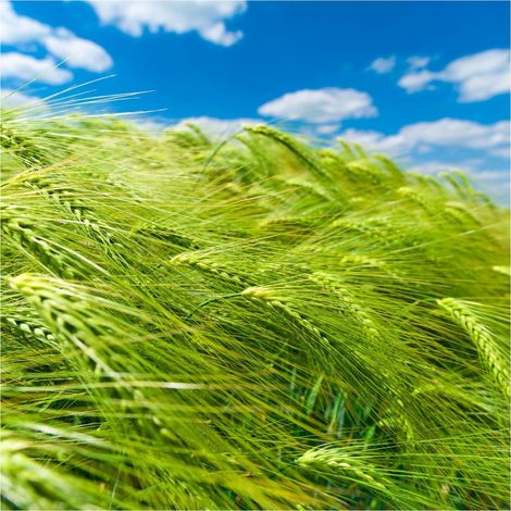 Fototapete 363746 Vliestapete Natur Landschaft 371 x 265 cm Rasch Selection Grün (1/4)