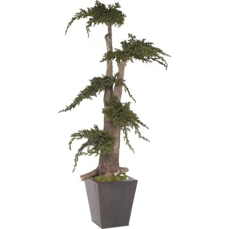 Pianta di Ginepro stabilizzata H100 cm (No acqua no Manutenzione)