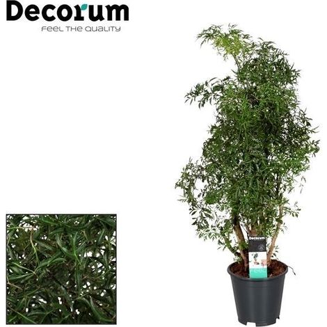 Polyscias Hawaiiana Ming Plante d'Intérieur Décorative Aralia Ø17 cm Hauteur 65 cm - PANGIVO