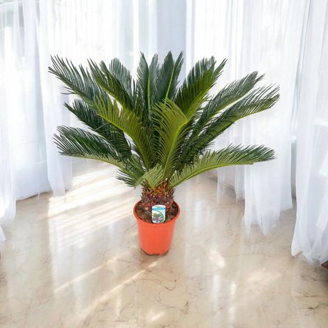 Gardenaria Cycas revoluta - Pianta da interno ornamentale - Altezza: 35 cm (vaso 12)