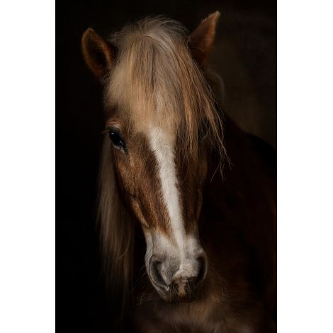 Tableau sur toile portrait cheval 30x45 cm - Impression sur Toile Murale Décorative - Image imprimée en HD sur Toile - Toile sur Châssis en Bois FSC - Fabriqué en France (1/5)