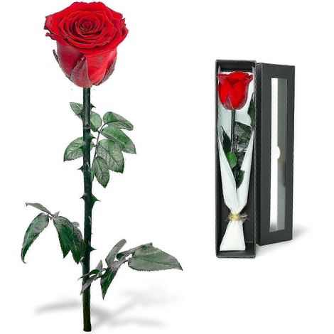 Rose Infinie - La Rose Éternelle Cadeau Intemporel pour Femme Rose Rouge Préservée dans un Coffret Fleur Durable (1/5)
