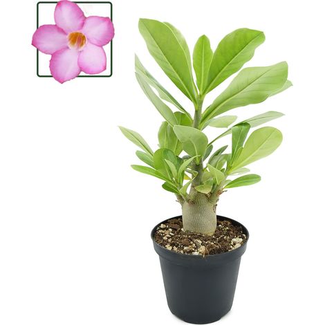 Adenium arabicum cv "Desert night fork" - rosa del deserto - vaso 12 cm (1/2)