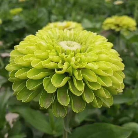 1000 graines de zinnia Zinnias aux couleurs éclatantes, pour les jardins de pollinisation,massifs et plantes en pot Faciles à cultiver, vert (1/5)