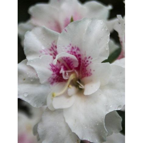 Azalée japonaise 'White Prince' Pot de 2L/3L