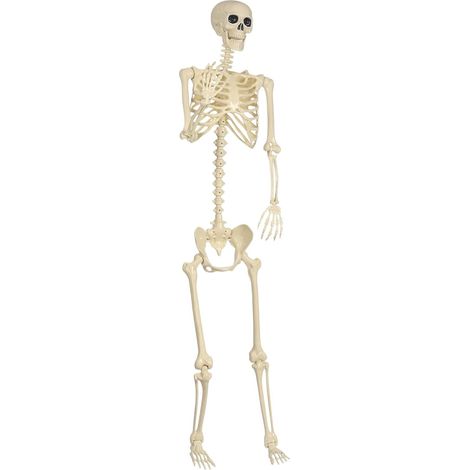 Skelett Modell für Halloween realistische bewegliche