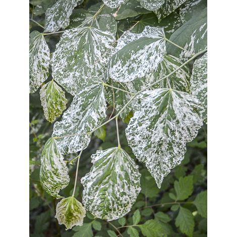 Gainier du Canada 'Alley Cat' Pot de 6L/7L
