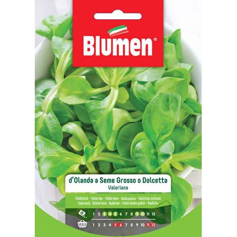 SEMI VALERIANA D’OLANDA A SEME GROSSO O DOLCETTA