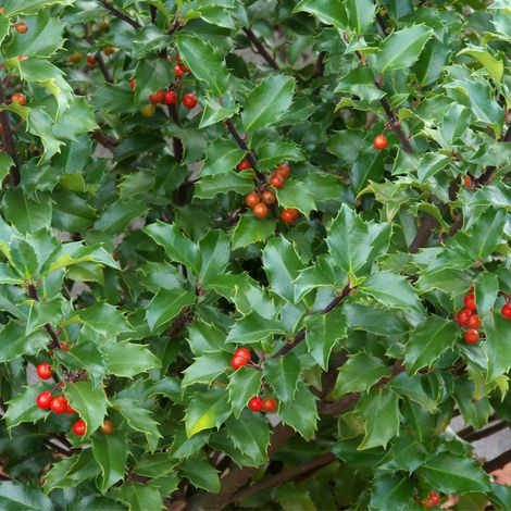 Houx de Meserve Heckenpracht - Ilex meserveae Heckenpracht 40cm en pot (1/4)