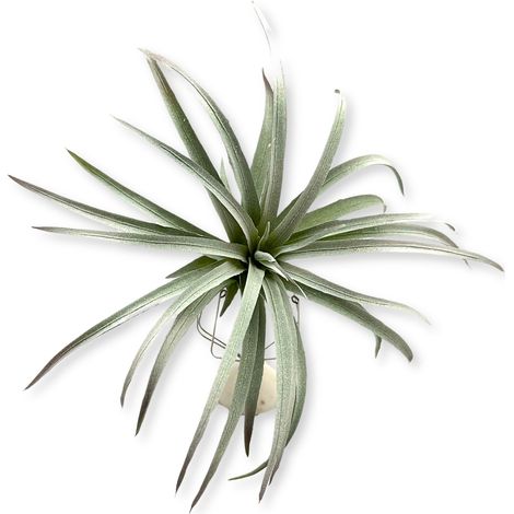 BioPlant Tillandsia brachycaulos abdida pianta artificiale grigia imitazione perfetta (1/4)