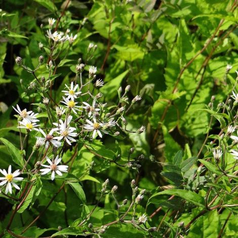 Aster d'automne divaricatus/Lot de 9 godets