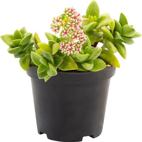 Crassula cv "springtime" - buquet di natale - vaso 10 cm (1/3)