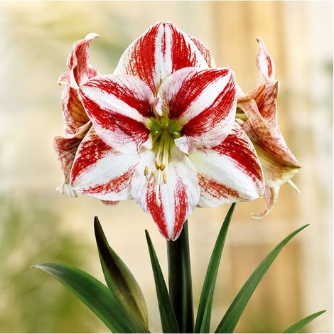Amaryllis Hippeastrum Sgaravatti 1 bulbe strié, grandes fleurs décoratives pour apporter de la couleur en intérieur - 692932 (1/3)