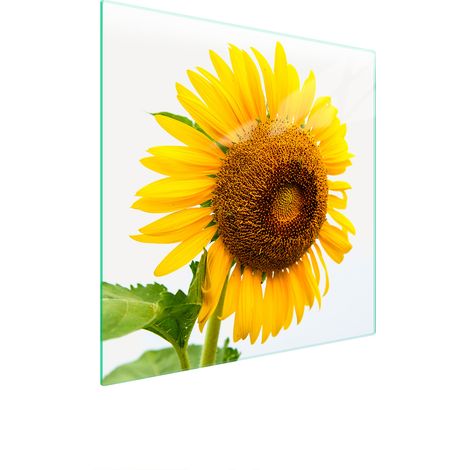 GLASSCHUTZPLATTE FÜR HERD 50x52 BLUME (1/5)