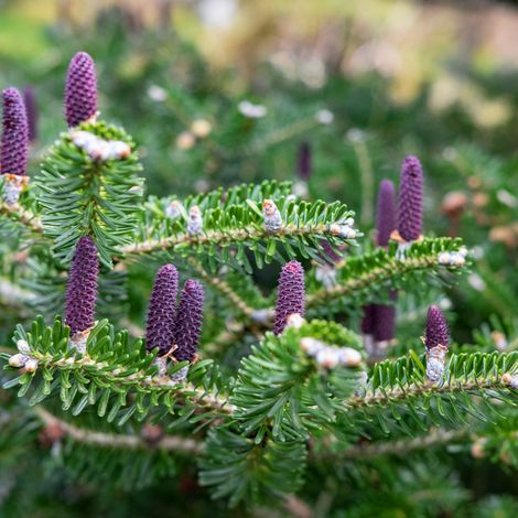 Sapin de Corée Blue Emperor - Abies koreana Blue Emperor Pot 2,5L