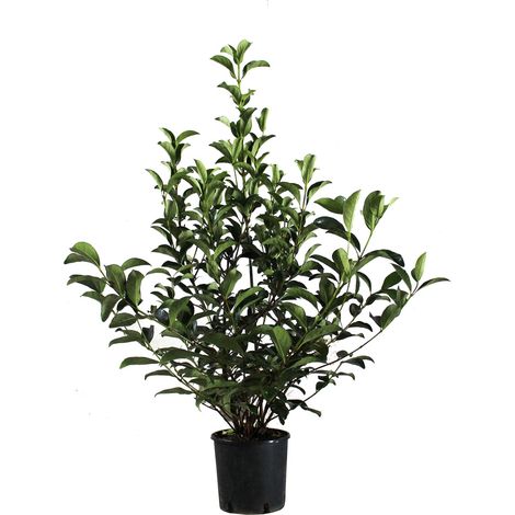 Viburnum Lucidum - Pianta di Viburno - Piante Vere da Esterno da Siepe Sempreverdi Resistenti - H 125-150 cm Vaso Ø 30 cm