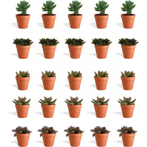 Mini-succulentes Sedum Mix en pot de terre cuite - 20 pièces - Pot de pépinière de 5,5 cm - Hauteur 8-15 cm - Mini-succulentes - Plantes d'intérieur (1/5)