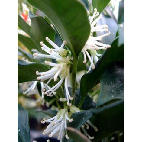 Sarcococca confusa Pot de 2L/3L