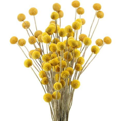 40 natürliche, getrocknete Craspedia-Blütenstiele, Billy Button-Blütenkugeln, Blumenstrauß für Weihnachten, Hochzeiten, Winter, Heimdekoration (1/5)
