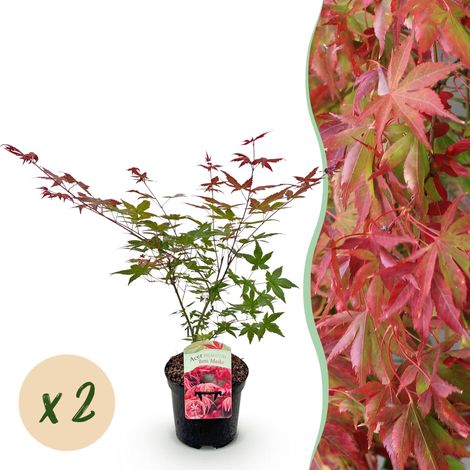 Érable Japonais Acer palmatum Beni Maiko Rouge - Lot de 2 Plantes pour Terrasse et Jardin - H70cm - PANGIVO (1/5)