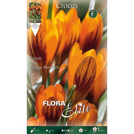 CROCUS OLIVIERI ORANGE MONARCH (CONFEZIONE DA 10 BULBI)