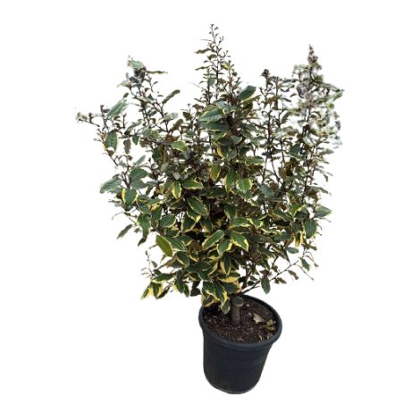 Elaeagnus ebbingei