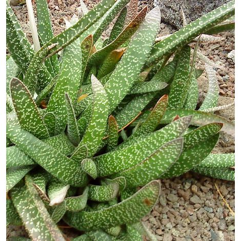 Gasteria verrucosa - gasteria - vaso quadro 9x9x10 cm (1/2)